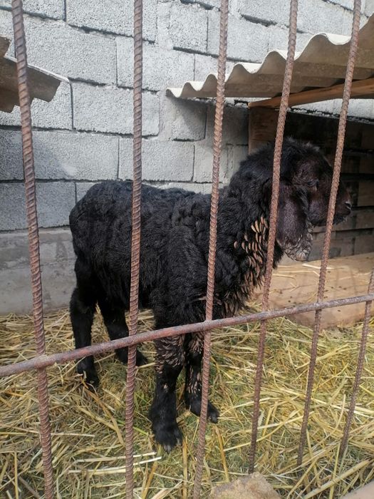 Осы қозы сатылады