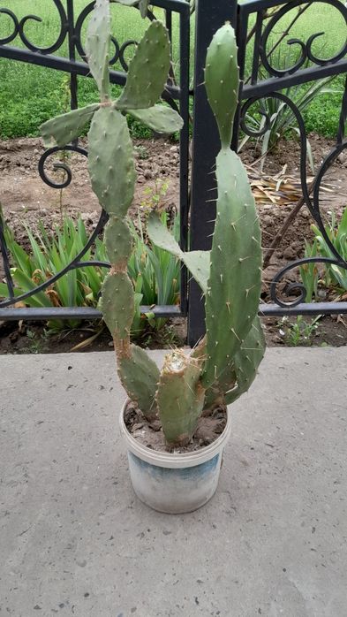 продается цветы опунция кактусы