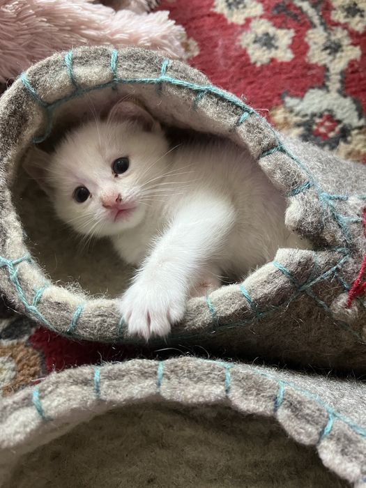 Отлам котят в добрые руки