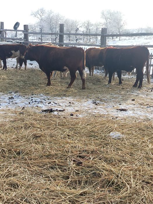 Бұқа сатамын 3бас