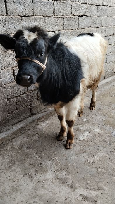 2 ta gibrit buqalar sotiladi yeb ichishlari zur