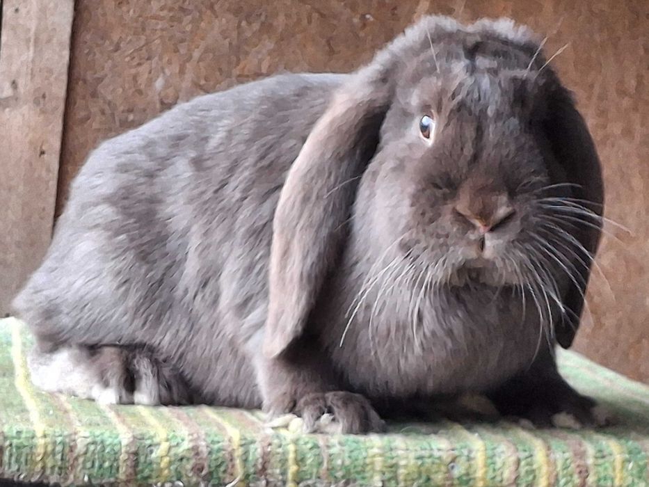 Iepuri berbec german