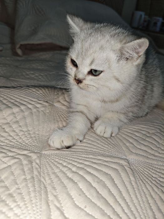 Шиншилла серебро с родословной