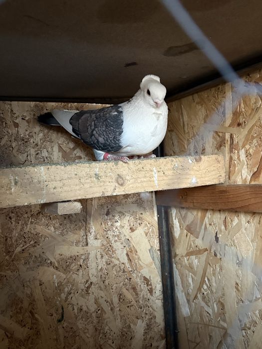 Porumbei misirli satineti