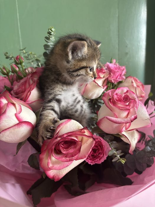 Отдам даром котенка