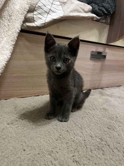 Котенок в добрые руки