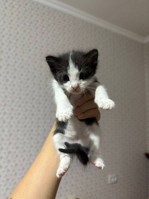 Кошка бесплатно.