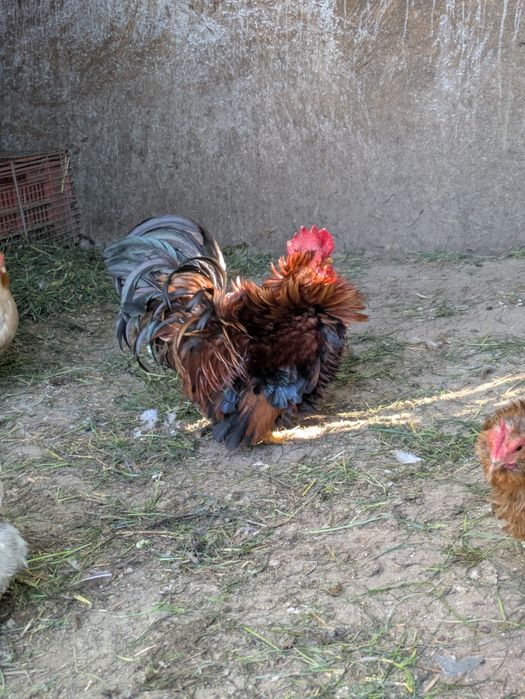 Găini rasă pitice