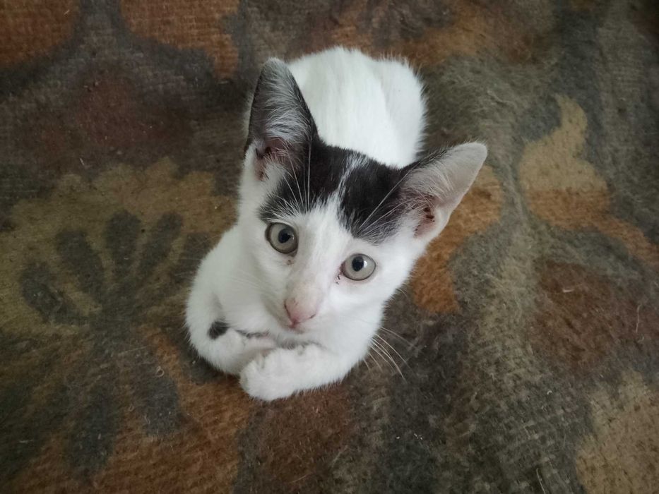 Подарявам котенца