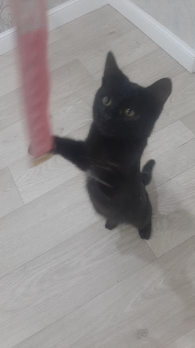 Отдам котенка мальчика в добрые руки