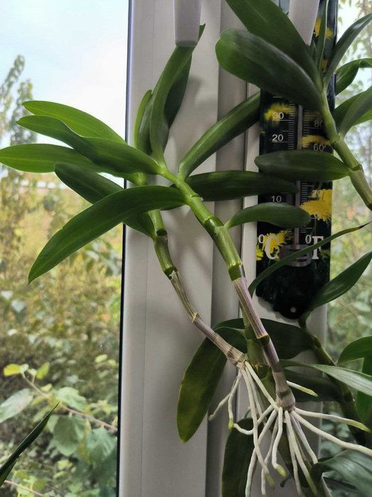 Орхидея Дендробиум (Dendrobium nobile)