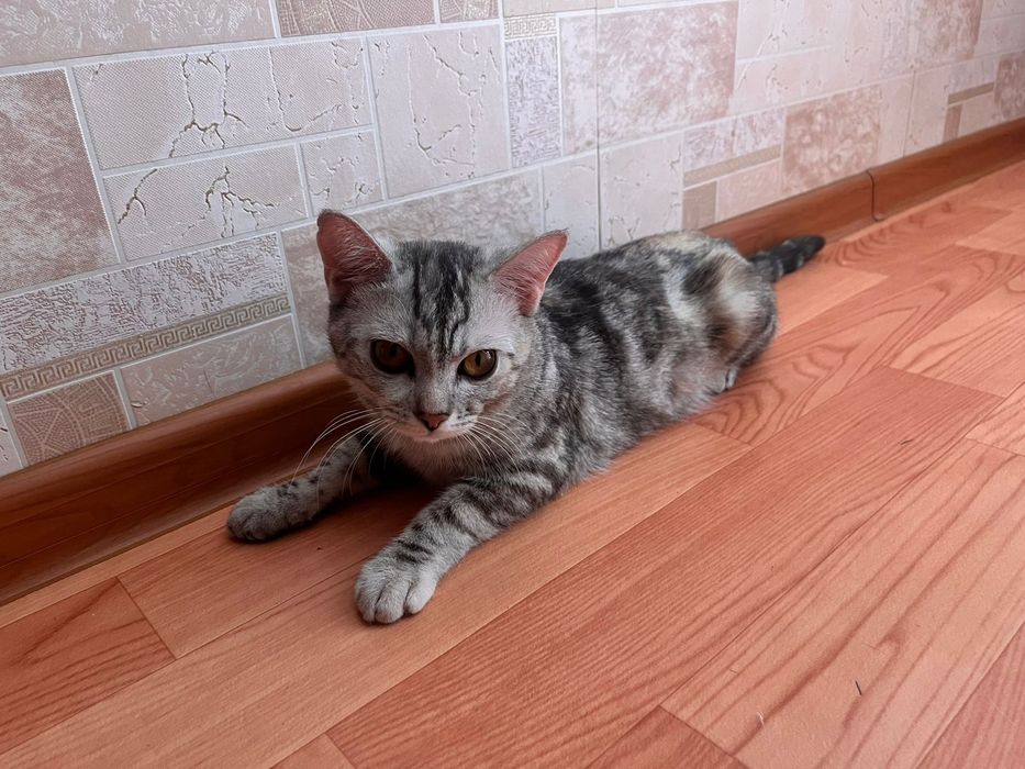 Котёнок по имени Мая