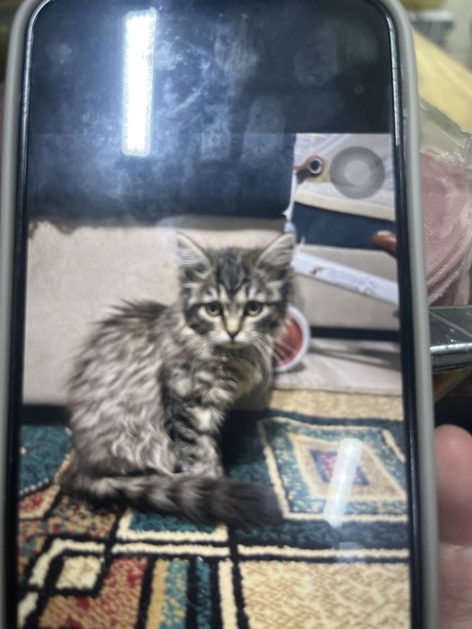 Котята , 2 девочки