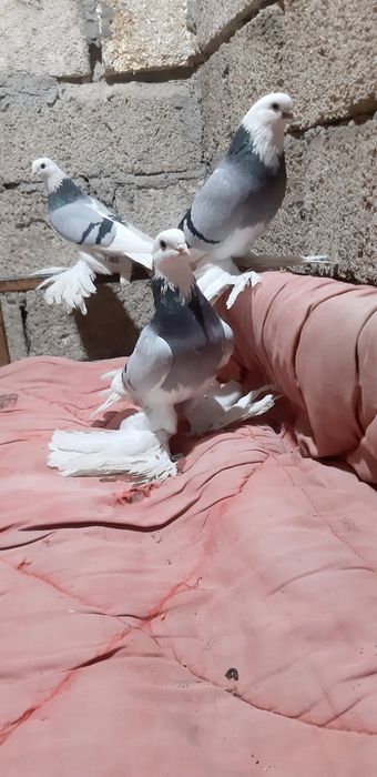 Продаются голуби