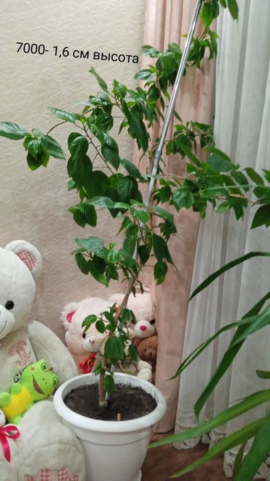 Продам комнатные цветы