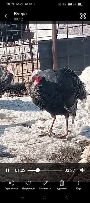 Продам индюков самцы