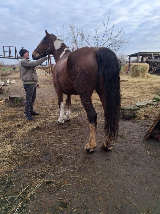 Vand sau schimb iapa