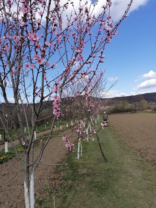 Vand, schimb teren intravilan cu intrarea din DN7c Trasfagarasan