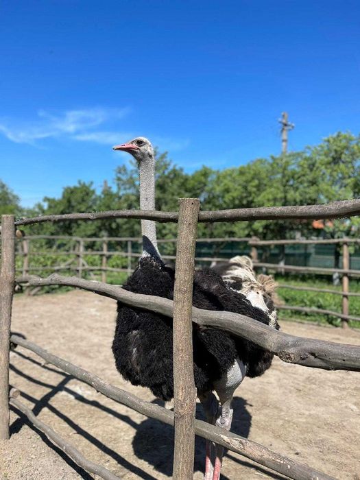 Vand Struti o femela si un mascul in varsta de 3-4 ani