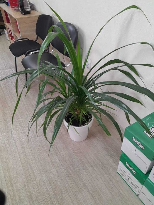 цветы в офис домой