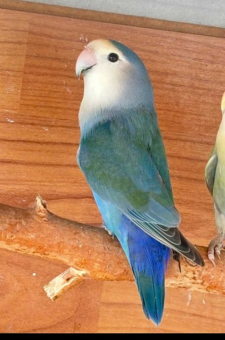 Vand papagali agapornis roseicolis Albastrii