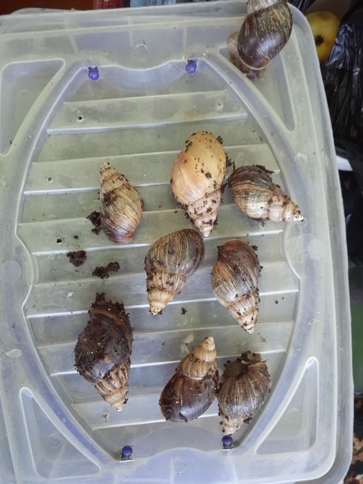Улитки продаю лечебные