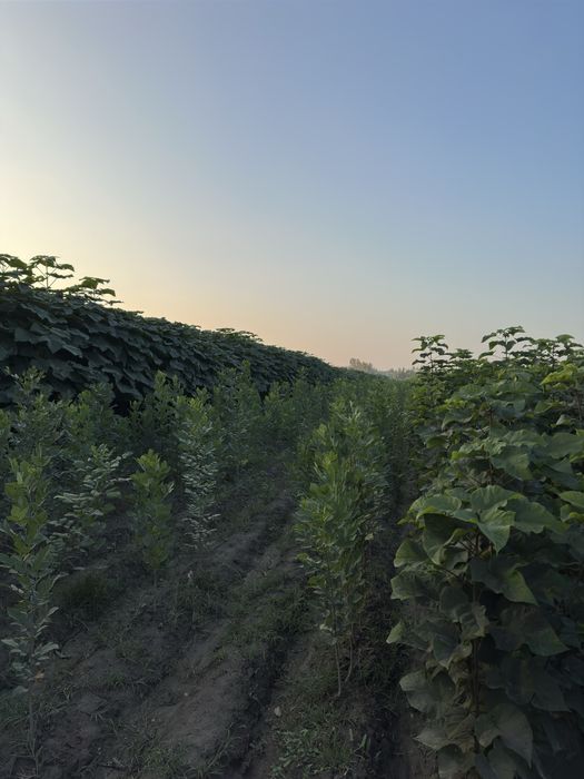 Павловния бор Pavloniya bor