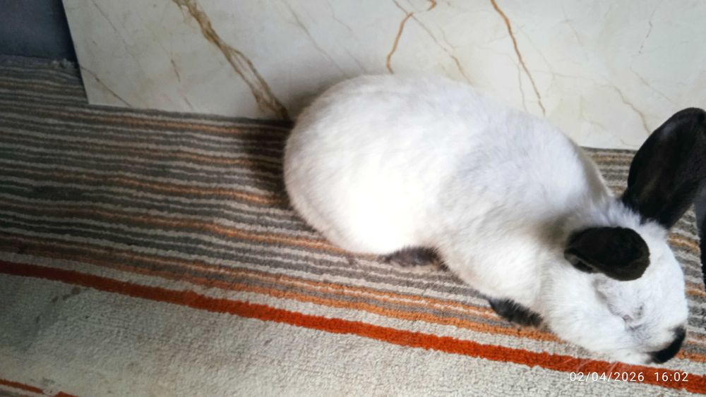 Quyonlar, kalliforniya quyonlar