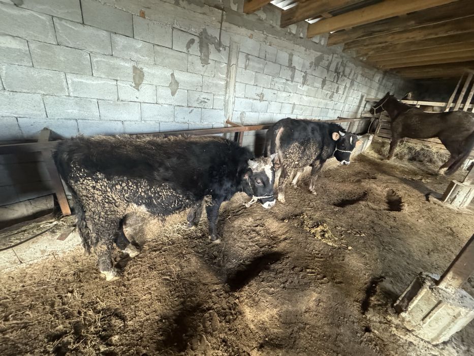 Бука бык откорм