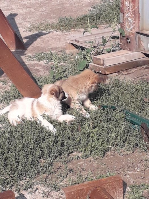 Отдам в добрые руки  щенков