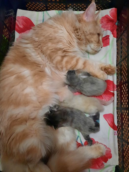 Котята  мейн-кун