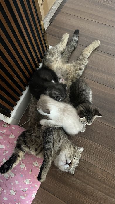 Котята скоттиш страйт и фолд