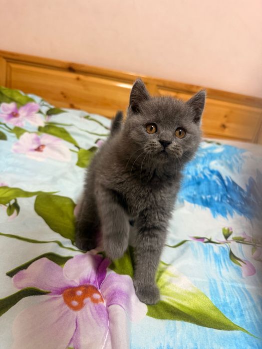 Британско момченце!