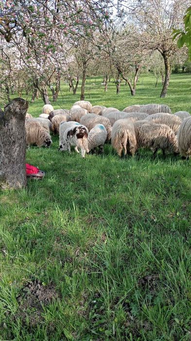 Vând oi cu miei pe alesu