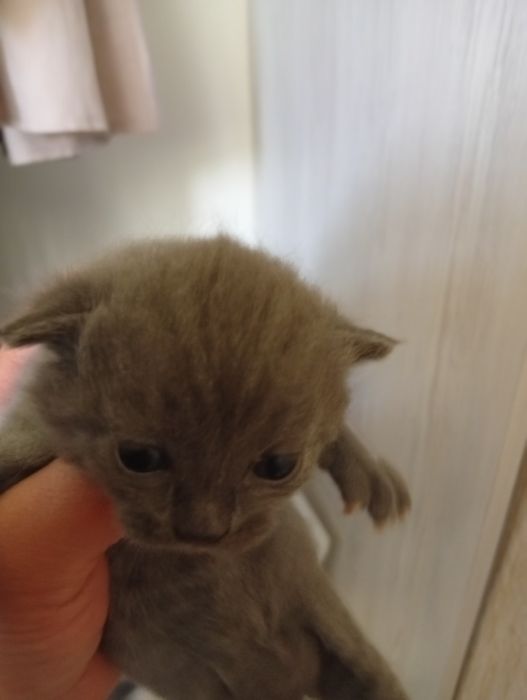 Продаются котята