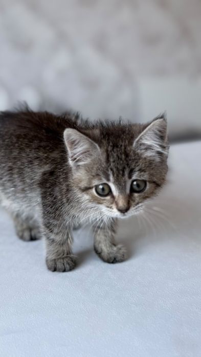 Продам породистого котенка