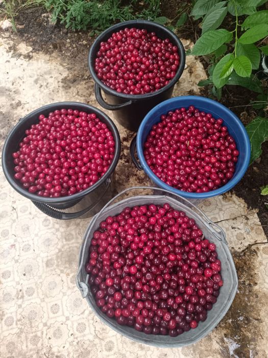Продам вишню сладкую