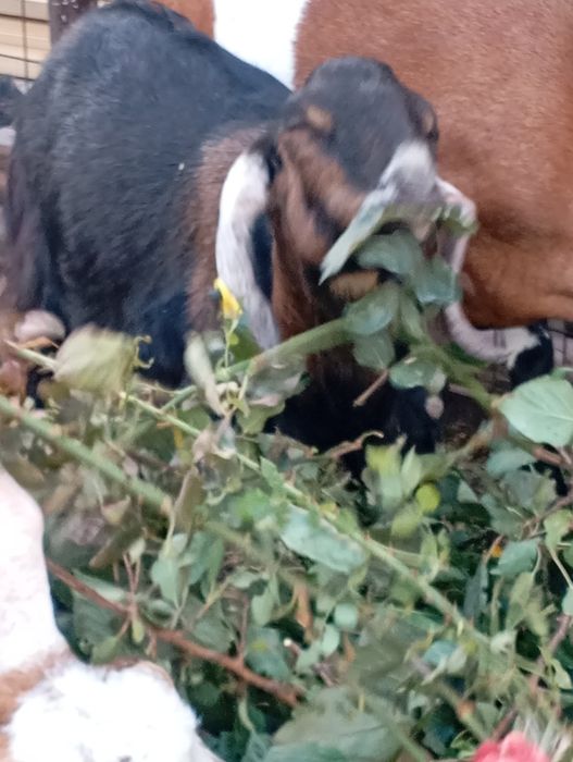 Продается Англо-Нубийский козлик