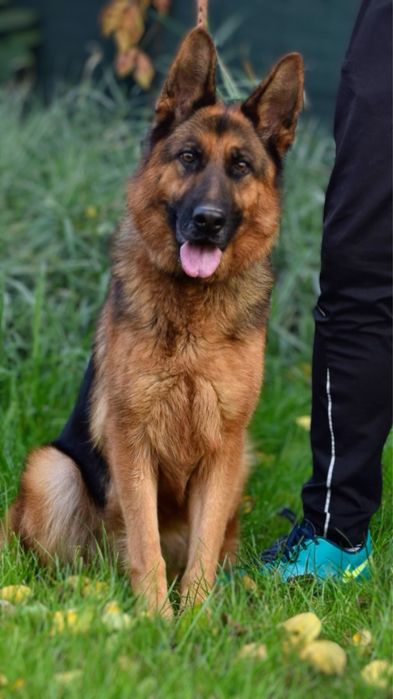 Немски Овчарки Родословни Родители