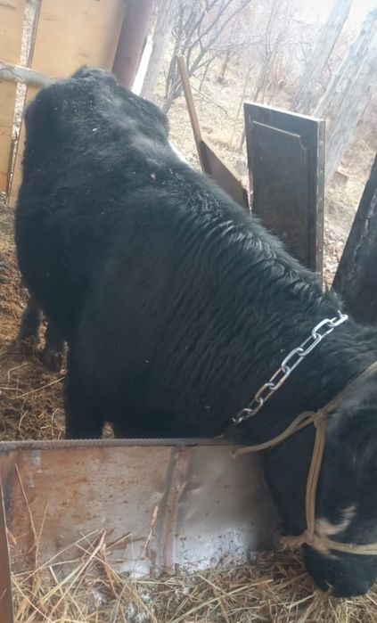 Бұқа сатылады, бұқа сатылады