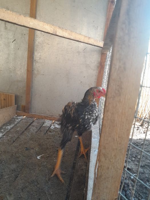 Kulangi dakan xo'roz