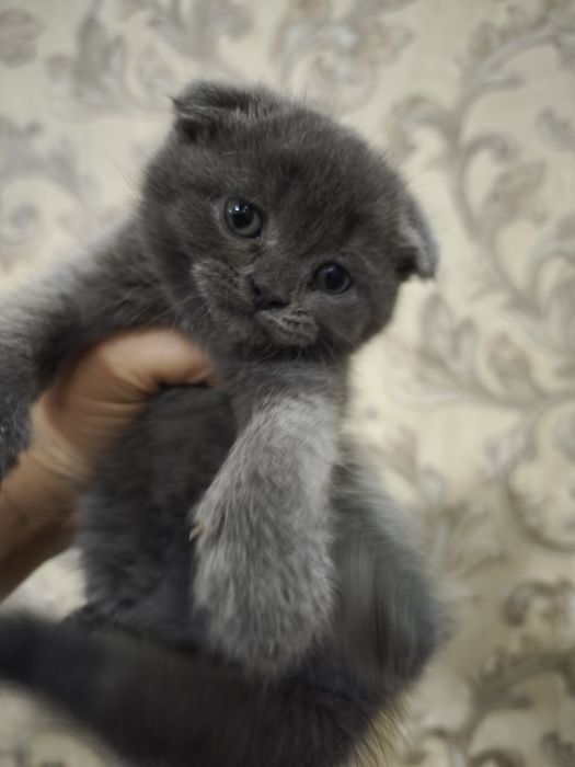 Продам шикарных котят от правильной вязкиправильной вязки