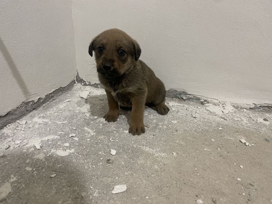 Donez  Catelusi 7 saptamani