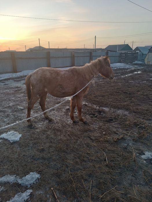 Продам баитал 1.10 мес