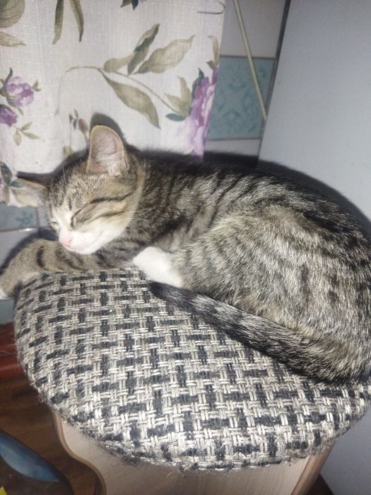 Отдам котят бесплатно