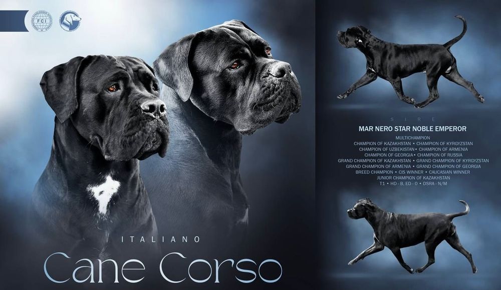 Щенки Кане корсо