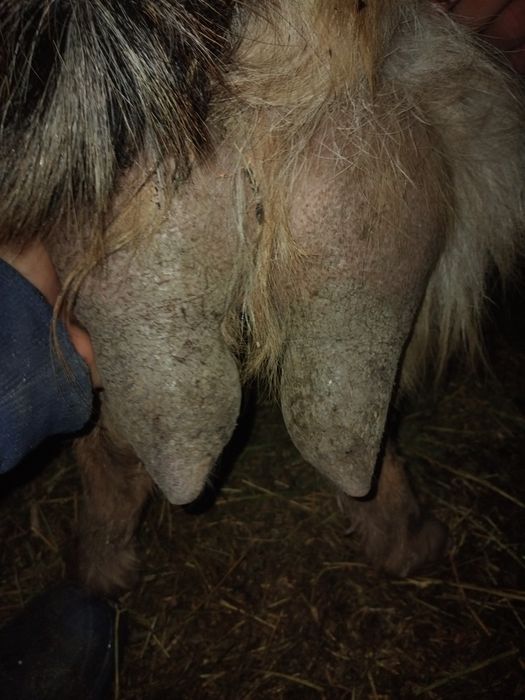 Vând capre bune de lapte