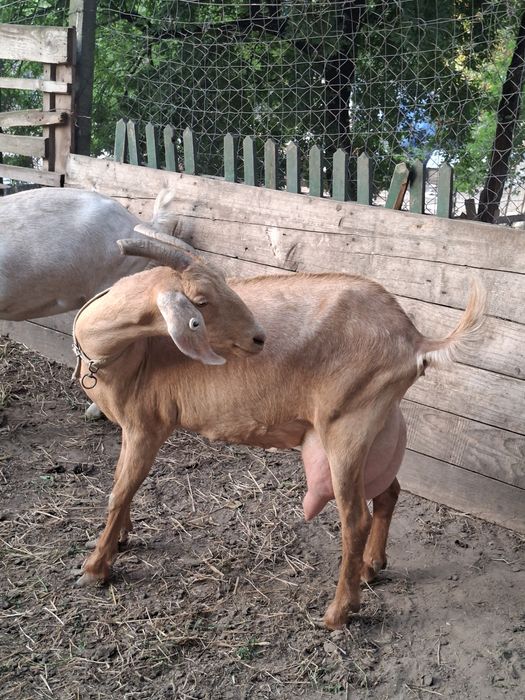Capra de vinzare
