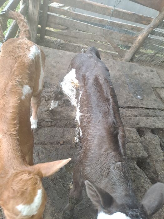 Vând vițeii  de rasa
