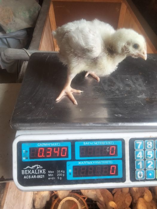 Распродажа бройлерных цыплят